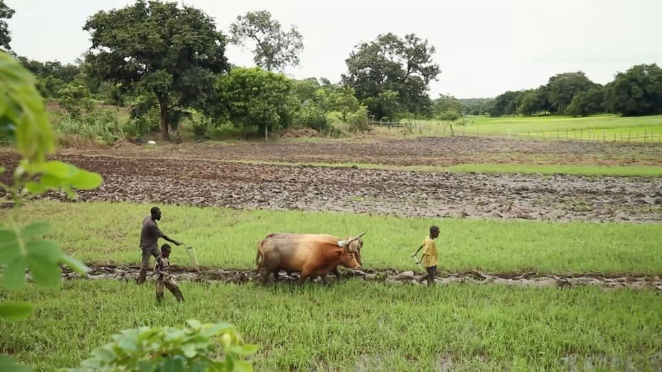 India Monsoon 2025 Relief bringing rains to farmlands